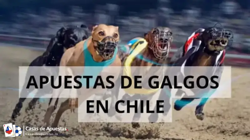 Apuestas en Carreras de Galgos en Chile